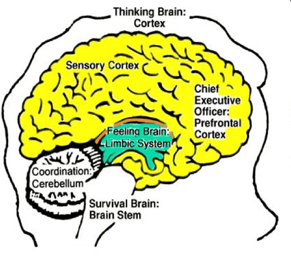 The same drawing of the brain. In the calm state the whole cortex, the thinking brain, is shaded yellow, with the limbic system green, and the brain stem is not shaded.