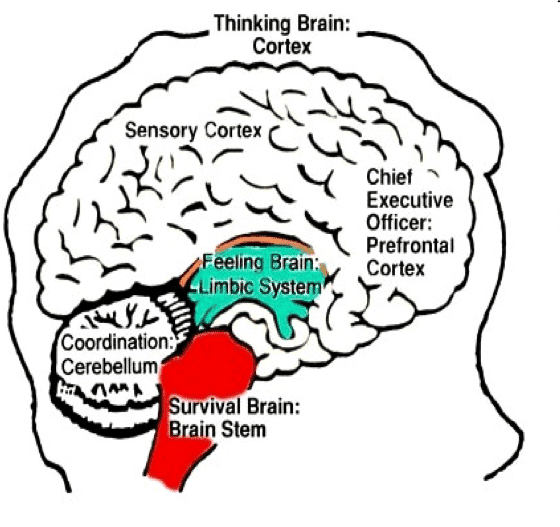 A drawing of the brain with its parts labeled: the thinking brain or cortex, the sensory cortex, the prefrontal cortex as chief executive officer, the feeling brain or limbic system, the cerebellum for coordination, and the survival brain or brain stem. In the stressed state the brain stem is shaded red and the limbic system green, and the cortex is not shaded.