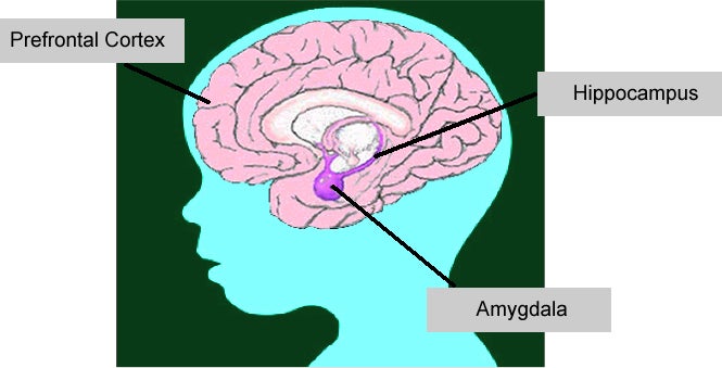 diagram showing parts of brain